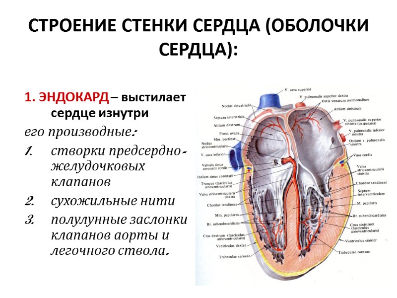 СТРОЕНИЕ СТЕНКИ СЕРДЦА (ОБОЛОЧКИ СЕРДЦА): 1. ЭНДОКАРД – выстилает сердце изнутри  его производные: